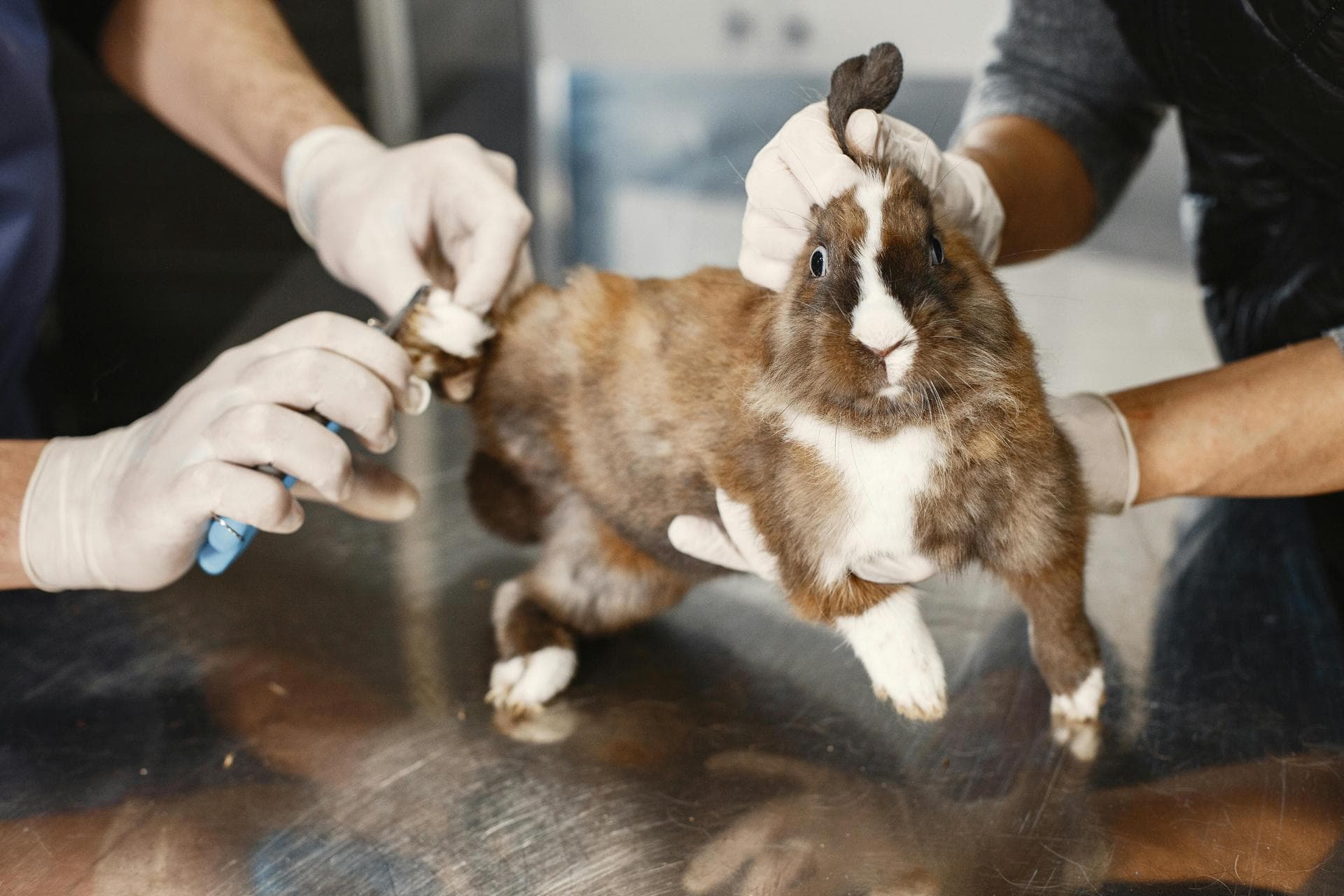 Best Vets in Hounslow