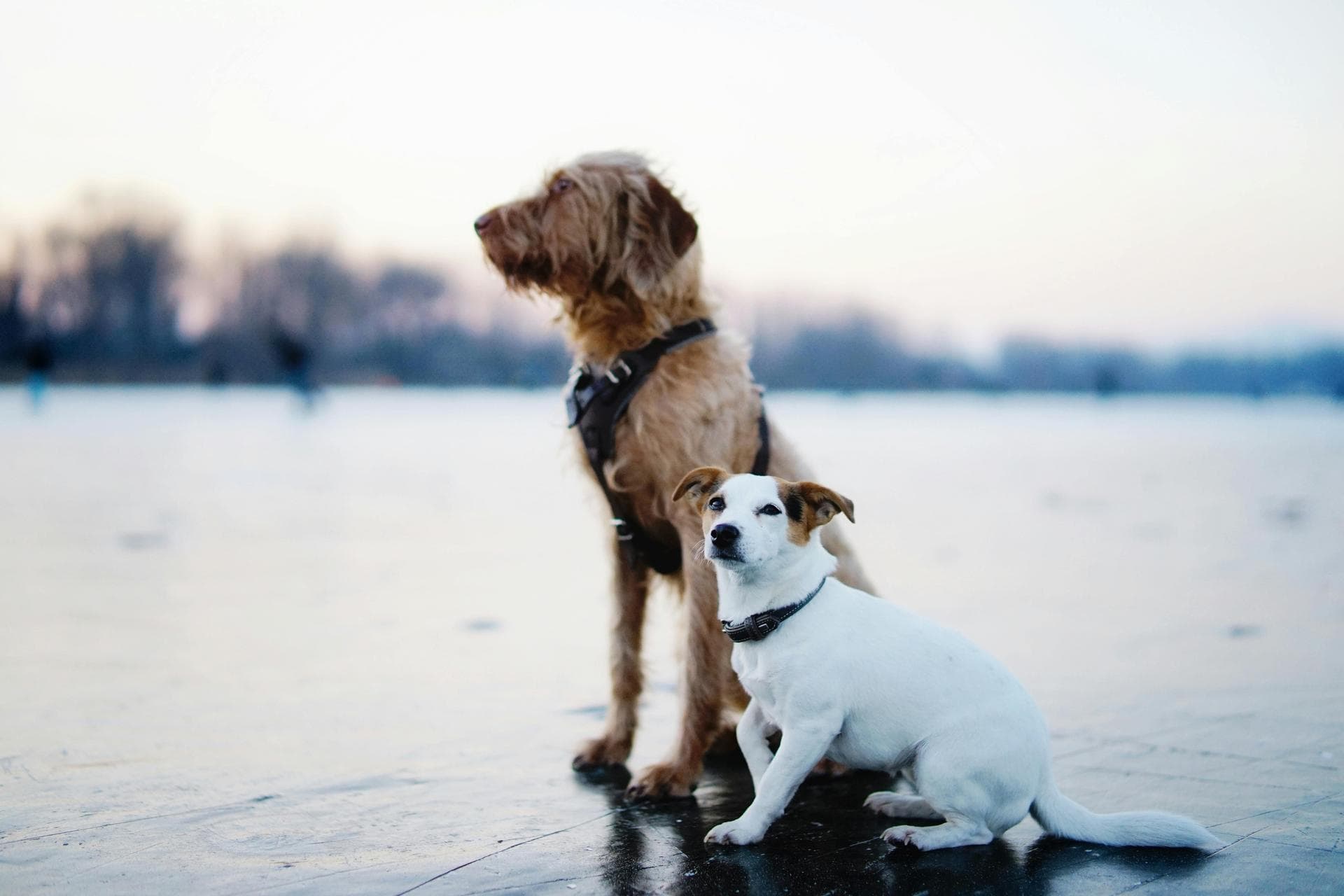 Dog Puppy Vaccinations Kennel Cough Prices in Hounslow