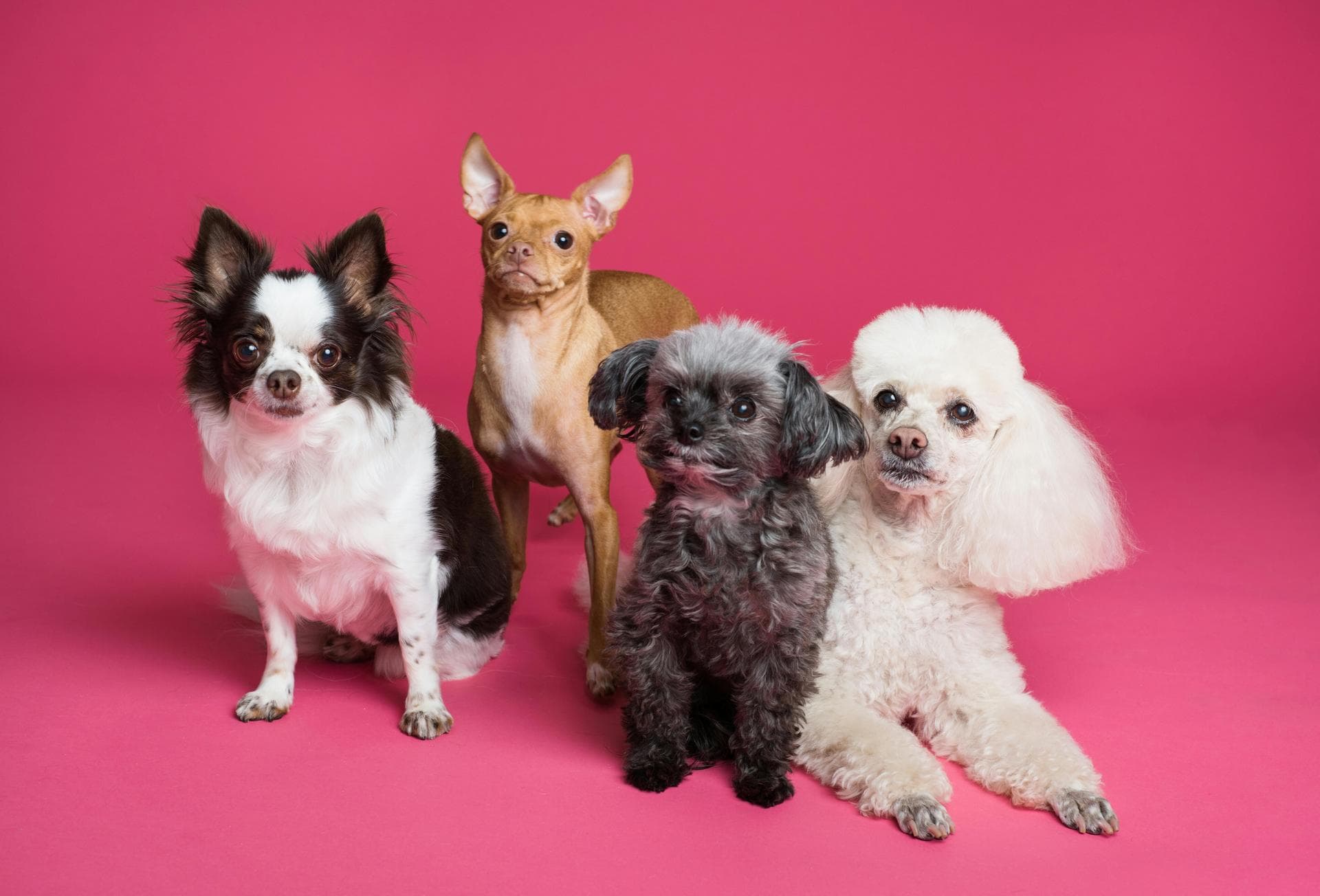 Annual Vaccination With Kennel Cough Prices in Hounslow