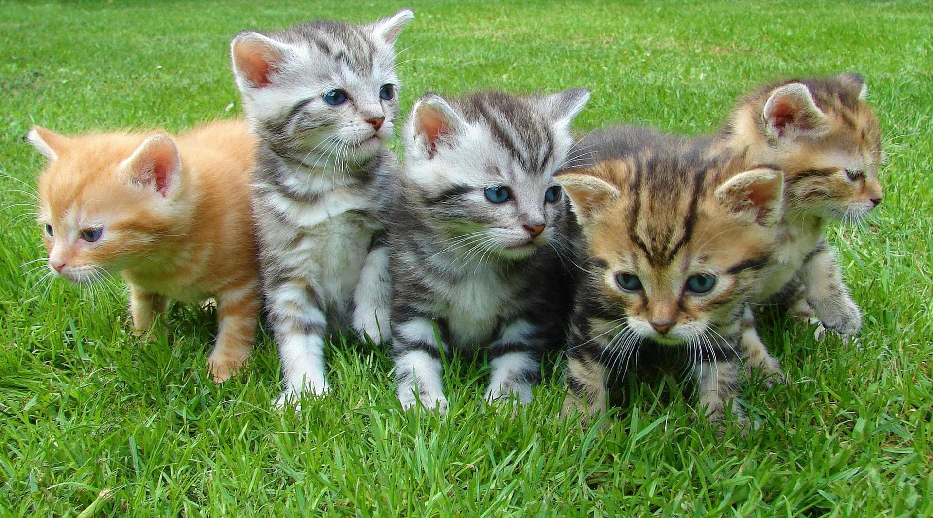 Cat Spaying Prices in Hounslow
