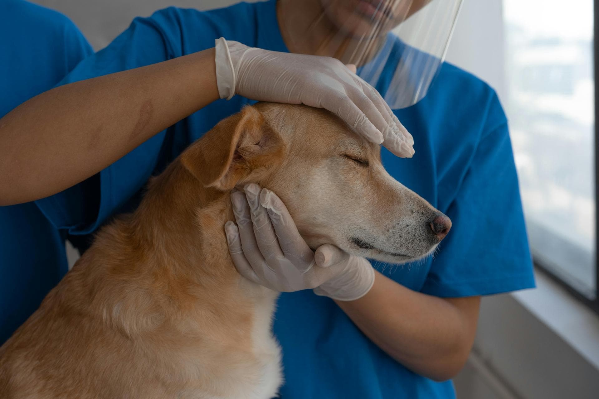 Vet Prescription Prices in Hounslow