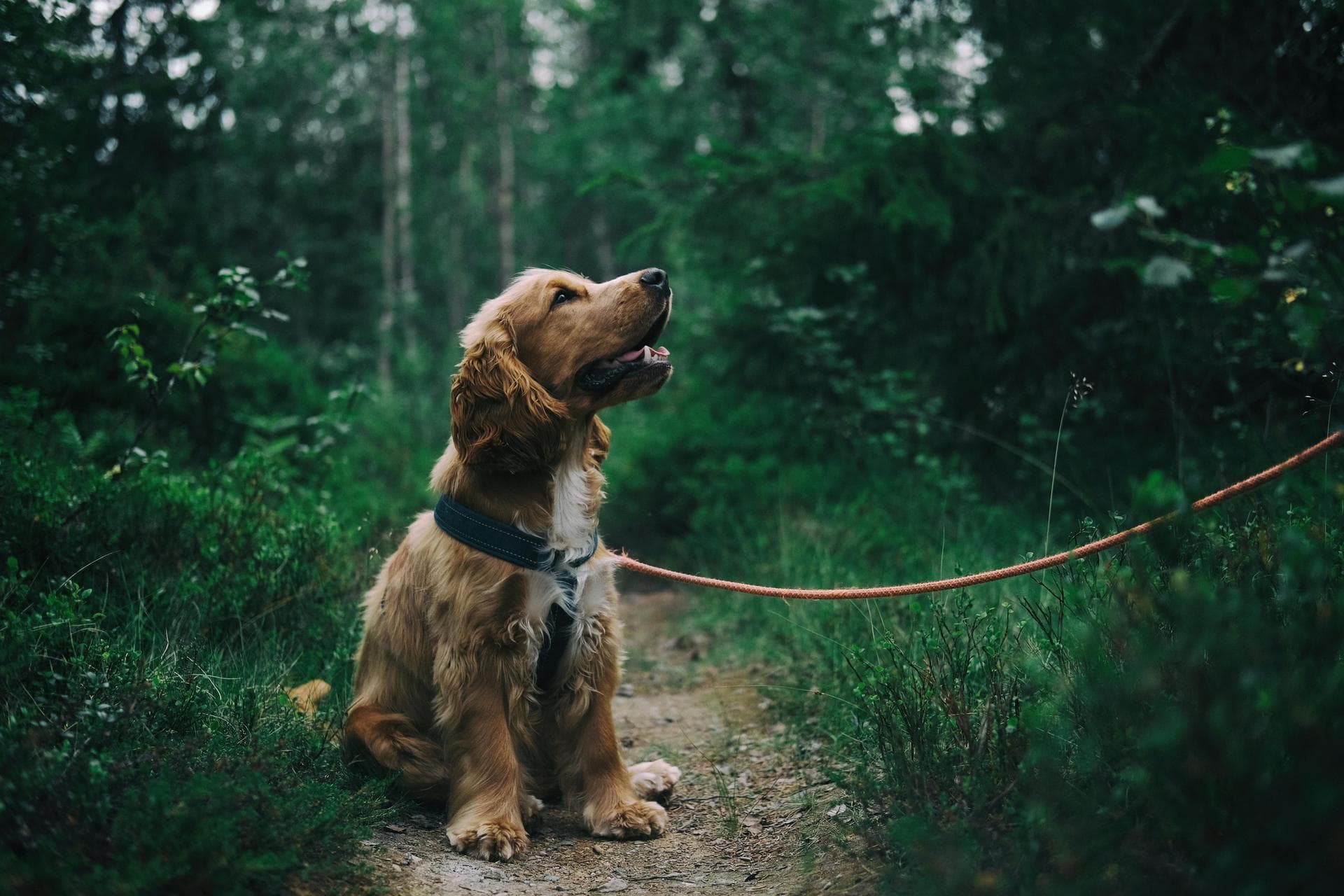 Vet Consultation Prices in Hounslow