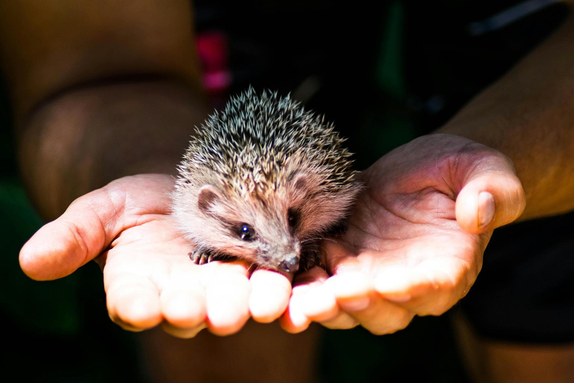 Emergency Vets in Hounslow