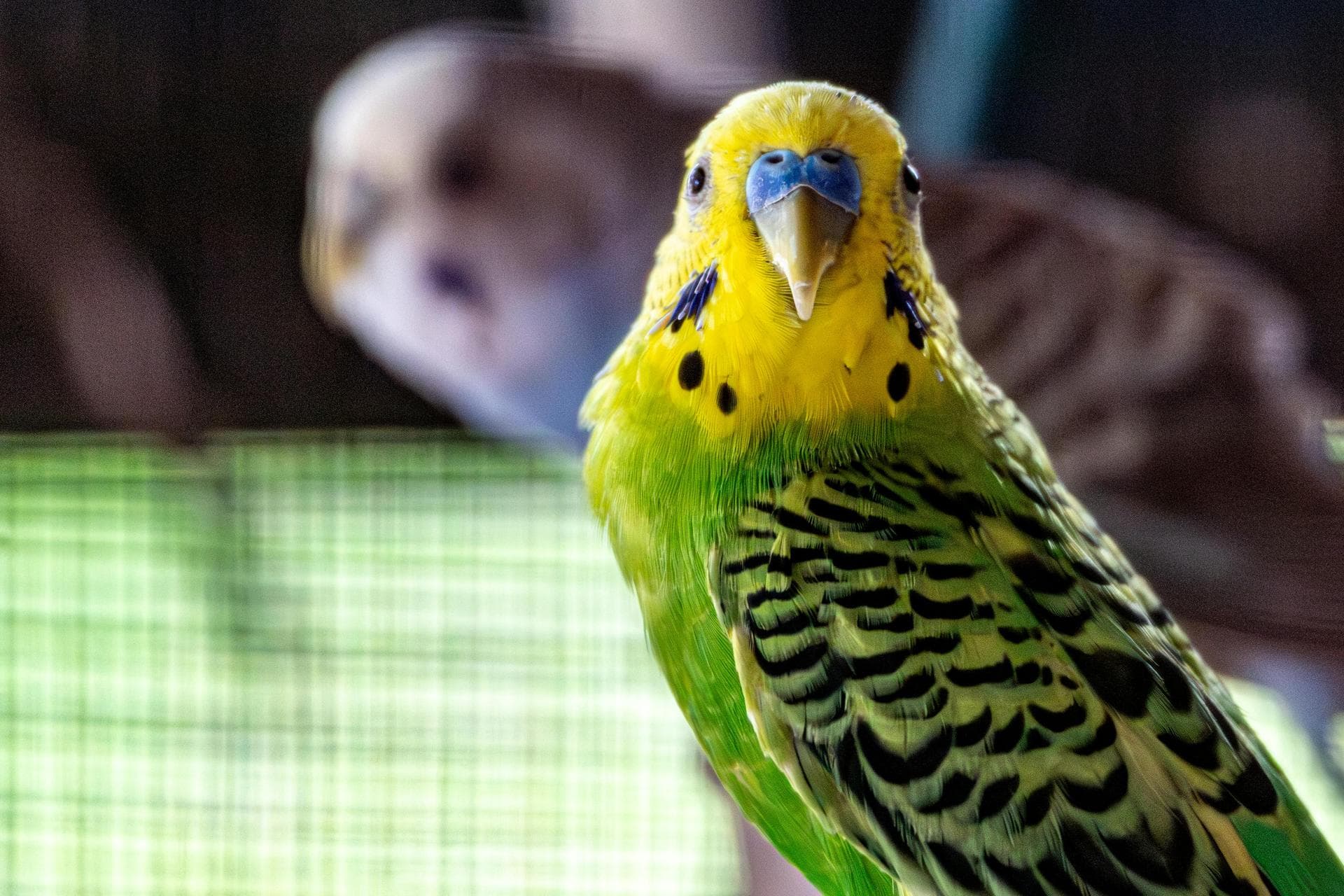 Dog & Cat Vets in Hounslow