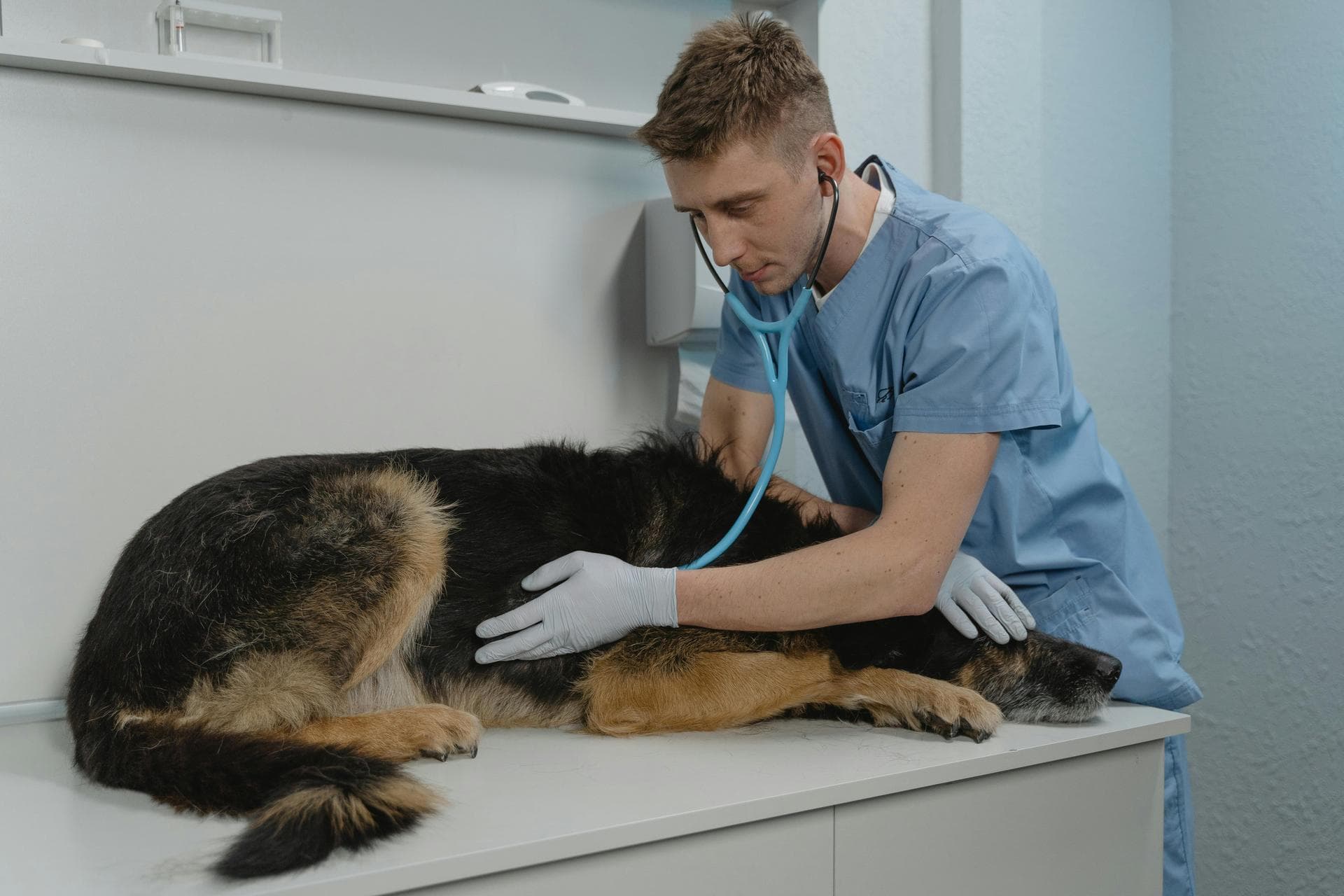 Rabies Vaccination Prices in Hounslow